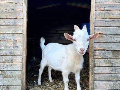 Bild 39 aus  Ponyhof Goldenstein