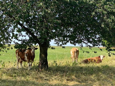 Bild 14 aus  Ökoferienhof Retzbach