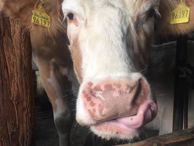 Bild 43 aus  Weidererhof