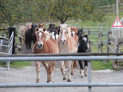 Bild 12 aus  Hubertushof Steidle