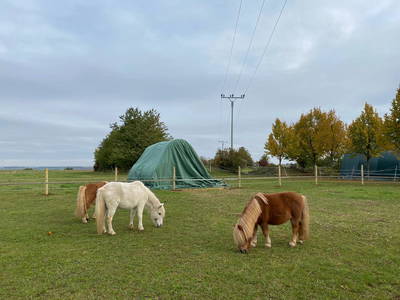 Bild 26 aus  Lautersheimer Gutshof