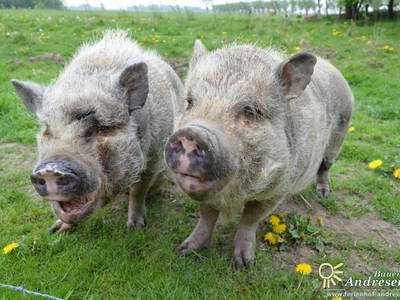 Bild 16 aus  Ferienhof Andresen Nordsee