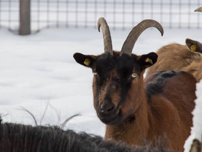 Bild 32 aus  Landselection Appartement Arnoldgut