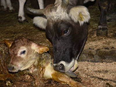 Bild 9 aus  Natürliches Ferienwohnen