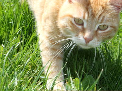 Bild 16 aus  Victorhof Ferienwohnungen