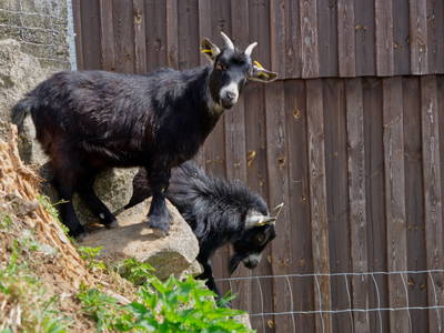 Zwergziegen Kalle und Lotte