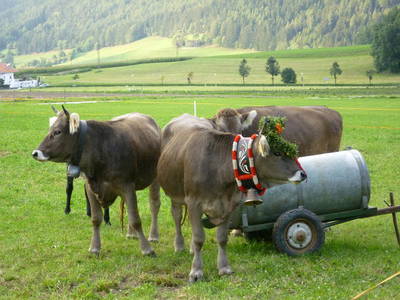 Bild 11 aus  Liebharterhof