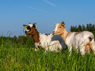 Bild 39 aus  LandSelection Hagerhof