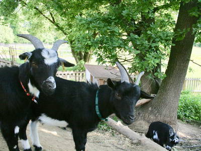 Bild 27 aus  Hof am KrämersBug