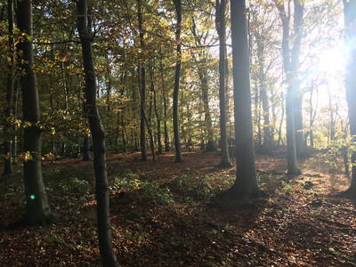 Bild 44 aus  Gut Friederikenhof