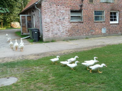 Enten- Gänsemarsch in den Stall