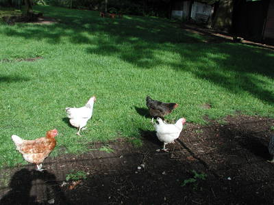 Bild 25 aus  Hof Höpen