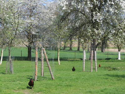 Obstgarten