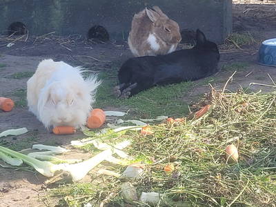 Bild 18 aus  Rügen-Ferienhof