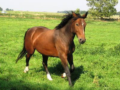 Bild 36 aus  Hof Grüneberg