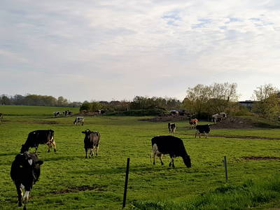 Bild 6 aus  Ferienbauernhof Behnke