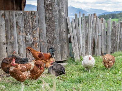 Bild 27 aus  Pirchnerhof