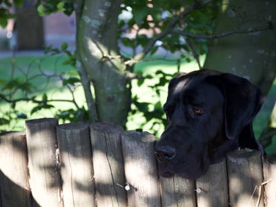 Bild 53 aus  Hof Schlossblick  " der etwas andere Bauernhof "