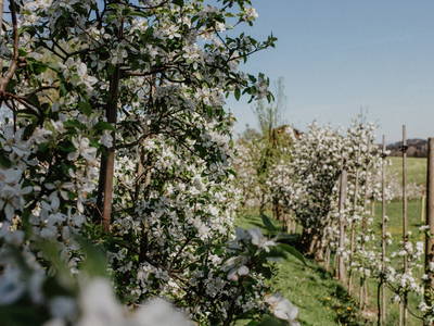 Bild 9 aus  Hainzlmeirhof mit Blick in die Berge