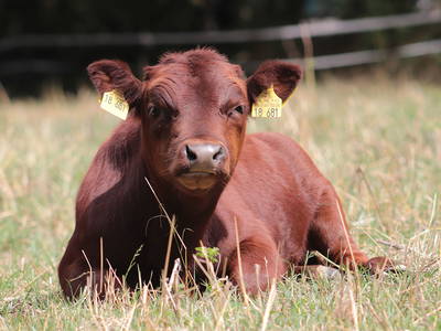 Bild 17 aus  Rouvenhof