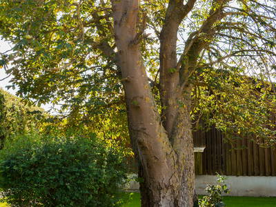 Bild 16 aus  Bauernhof Krebs