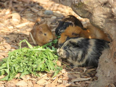 Bild 25 aus  Ferienhof Meetz