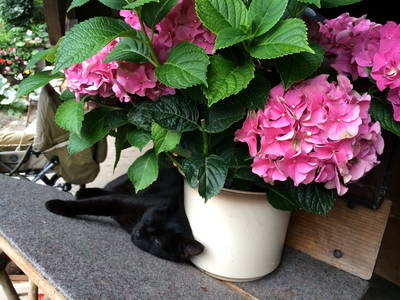 Bild 23 aus  Kempfenhof