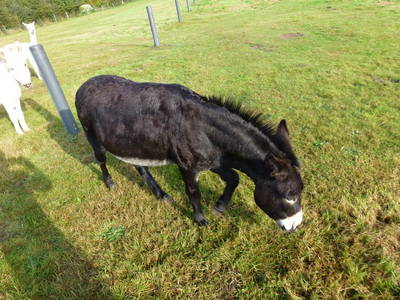 Bild 14 aus  Hof Roßkamp