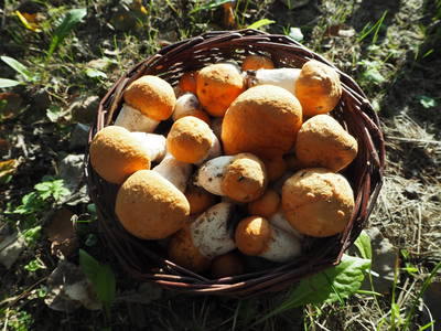 Bild 37 aus  West Masuren: Ferienhaus direkt am See mit Steg, Boot, Sauna & Kamin