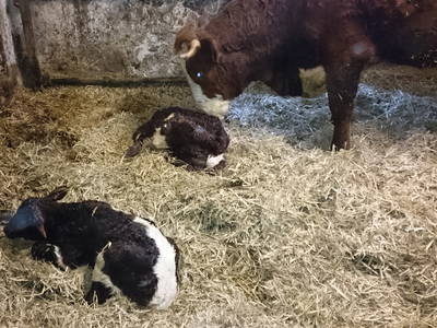 Bild 10 aus  Bauernhof Rupertiblick