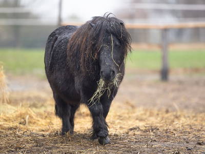 Ich bin Obama das Minishetty