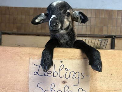 Unser Krainer Steinschaf-Lamm 2025