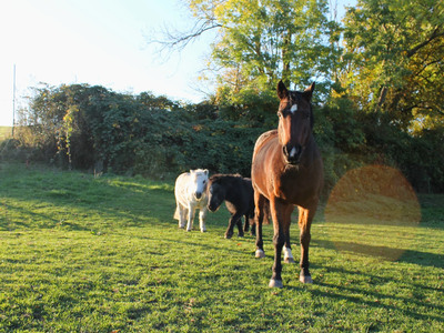 Bild 23 aus  Hof Hospitalmühle