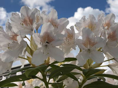 Bild 30 aus  Braunsberger Höfe