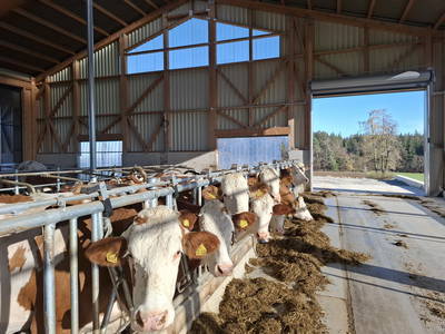 Bild 24 aus  Mojer Hof