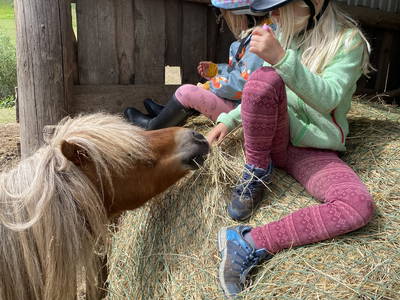 Bild 13 aus  Ferienhof Morich Harz