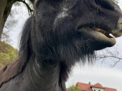 Bild 37 aus  Ferienhof Dingeldey