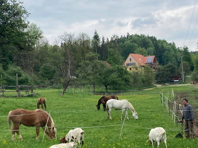 Bild 5 aus  Dachsmühle: Urlaub mit Pferd, Naturidylle, Ruhe, Auszeit