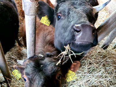 Bild 9 aus  Meuerhof - Familiär. Natürlich. Gut.