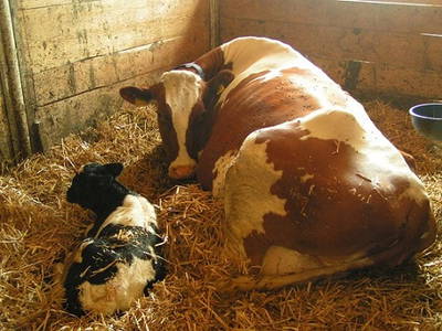 Bild 27 aus  Familien-Bauernhofurlaub im Herzen der Schweiz