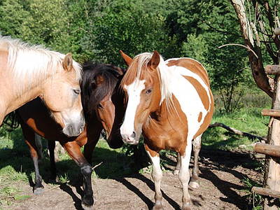 Bild 4 aus  Ferienparadies am Rennweg