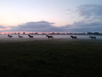 Blick auf die Pferdekoppel in den Abendstunden