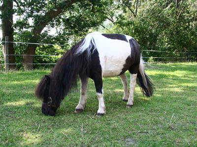 Bild 27 aus  Ferienhof Peter -  Ponys - streicheln, striegeln, füttern  -  Wattwanderungen + ganz viel Nordsee
