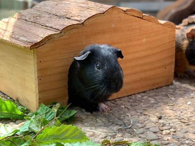 Bild 32 aus  Bauernhofurlaub auf Larbigs Art