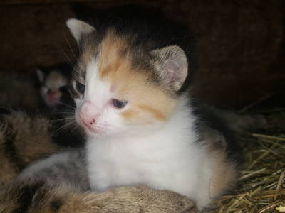 Bild 15 aus  Ferienhof Scharl