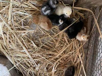 Bild 29 aus  Ferienhof Ritter im Harz