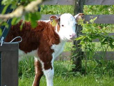 Bild 6 aus  Gut Royum