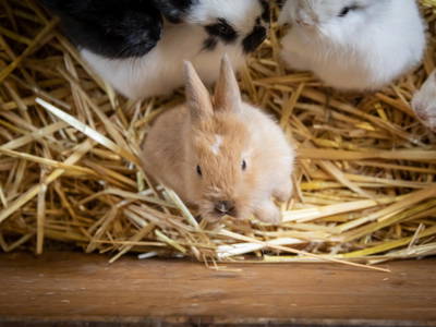 Bild 4 aus  LINDENHOF- BAUERNHOFURLAUB / OSTSEENÄHE