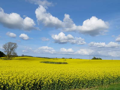 Bild 14 aus  1a Usedom Urlaub