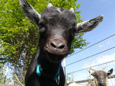 Bild 12 aus  Franzen Hof  Koch